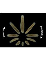 Detection of Cell Death in Planarians