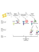 Isolation of Chromatin-bound Proteins from Subcellular Fractions for Biochemical Analysis