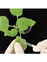 本塞姆氏烟草中PAMP诱导标记基因表达的实时定量PCR分析