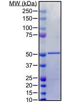 Purification of Soluble Recombinant Human Tau Protein from Bacteria Using Double-tag Affinity Purification