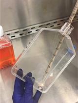 HIVGKO：一种用于检测人原代CD4+T细胞中艾滋病潜伏期逆转剂的工具