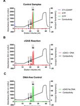 A Highly Sensitive Anion Exchange Chromatography Method for Measuring cGAS Activity in vitro