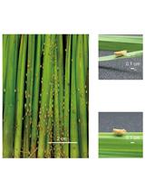 Rice Ragged Stunt Virus Propagation and Infection on Rice Plants