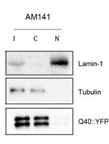 Nuclear/Cytoplasmic Fractionation of Proteins from Caenorhabditis elegans