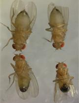 Testing for Assortative Mating by Diet in Drosophila melanogaster