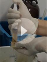 Preparation and Purification of Proteins Secreted from Phytophthora sojae