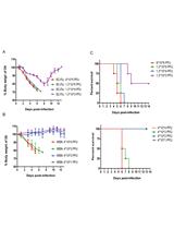 H1N1病毒的制备和感染