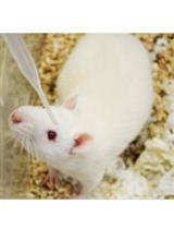 Eye Drops for Delivery of Bioactive Compounds and BrdU to Stimulate Proliferation and Label Mitotically Active Cells in the Adult Rodent Retina