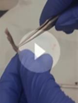 Generation of BMEC Lines and in vitro BMEC-HSPC Co-culture Assays