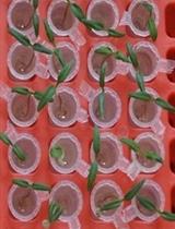 一种通过根部浸渍接种研究6-7天番茄幼苗青枯雷尔氏菌致病性的新方法