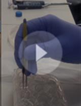 利用单分子荧光原位杂交进行贴壁动物细胞中RNA的检测