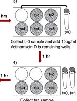mRNA Stability Assay Using Transcription Inhibition by Actinomycin D in Mouse Pluripotent Stem Cells