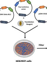 Generation of Stable Expression Mammalian Cell Lines Using Lentivirus
