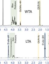 Extraction and Analysis of Bacterial Teichoic Acids