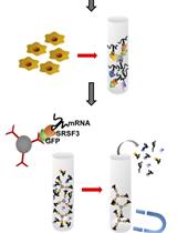 RNA Immunoprecipitation Assay to Determine the Specificity  of SRSF3 Binding to Nanog mRNA