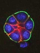 A Functionally Robust Phenotypic Screen that Identifies Drug Resistance-associated Genes Using 3D Cell Culture