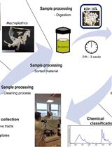 Microplastic Extraction from Marine Vertebrate Digestive Tracts, Regurgitates and Scats: A Protocol for Researchers from All Experience Levels