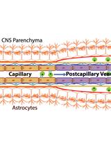 Papain-based Single Cell Isolation of Primary Murine Brain Endothelial Cells Using Flow Cytometry
