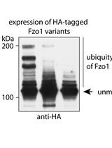 Separation and Visualization of Low Abundant Ubiquitylated Forms