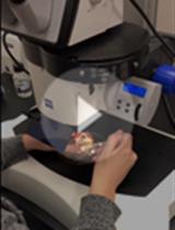 Mosaic Labeling and 3-Dimensional Morphological Analysis of Single Cells in the Zebrafish Left-right Organizer