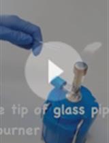 诱导幼年期斑马鱼转录响应的脊索损伤实验  