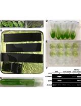 Using Arabidopsis Mesophyll Protoplasts to Study Unfolded Protein Response Signaling