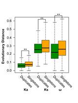 Genome-wide Estimation of Evolutionary Distance and Phylogenetic Analysis of Homologous Genes