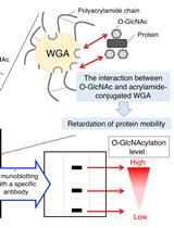 小麦种子凝集素(WGA)-SDS-PAGE：一种利用凝集素亲和凝胶电泳对O-乙酰氨基葡萄糖修饰蛋白进行检测的新方法