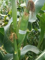 Field Inoculation and Classification of Maize Ear Rot Caused by Fusarium verticillioides