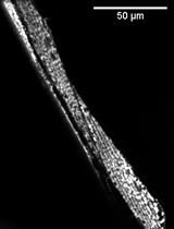 使用免费软件Blinder对图像进行盲视觉评分