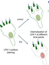 Flow Cytometry Assay for Recycling of LFA-1 in T-lymphocytes