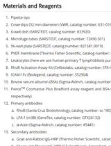 Integrin Dependent RhoB Activation Assay Using Leukocytes