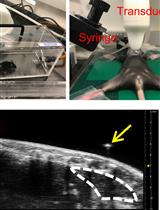 Ultrasound Guided Intra-thymic Injection to Track Recent Thymic Emigrants and Investigate T Cell Development