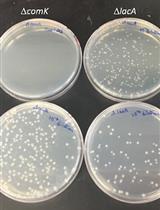 Quantitative Transformation Efficiency Assay for Bacillus subtilis