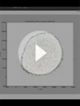 Cluster Analysis of Endogenous HER2 and HER3 Receptors in SKBR3 Cells