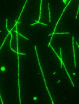 An in vitro Microscopy-based Assay for Microtubule-binding and Microtubule-crosslinking by Budding Yeast Microtubule-associated Protein