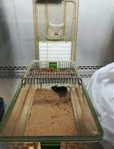 <em>Eimeria vermiformis</em> Infection Model of Murine Small Intestine