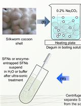 Preparation of Silk Fibroin Nanoparticles and Enzyme-Entrapped Silk Fibroin Nanoparticles