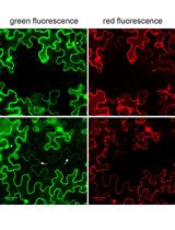 Visualization and Quantification of Cell-to-cell Movement of Proteins in Nicotiana benthamiana