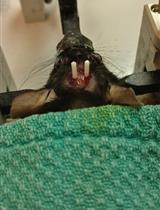 配有光遗传学刺激的三间隔社交途径测试（小鼠）