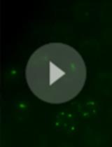 Microirradiation for Precise, Double-strand Break Induction in vivo in Caenorhabditis elegans