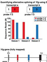 Gene Mapping by RNA-sequencing: A Direct Way to Characterize Genes and Gene  Expression through Targeted Queries of Large Public Databases