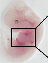 Cartilage Induction from Mouse Mesenchymal Stem Cells in High-density Micromass Culture