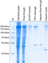 利用共价修复模板体外制备用于哺乳动物细胞中基因组编辑的CRISPR-Cas9复合物