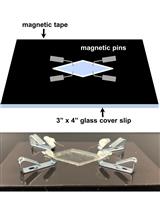 Estimation of the Readily Releasable Synaptic Vesicle Pool at the <em>Drosophila</em> Larval Neuromuscular Junction