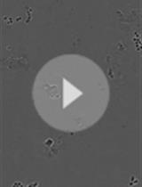 Quantification of Mouse Hematopoietic Progenitors’ Formation Using Time-lapse Microscopy and Image Analysis