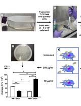 Intracellular Invasion and Killing Assay to Investigate the Effects of Binge Alcohol Toxicity in Murine Alveolar Macrophages