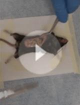 Insulin Tolerance Test under Anaesthesia to Measure Tissue-specific Insulin-stimulated Glucose Disposal