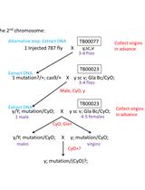 果蝇中CRISPR-Cas9介导的基因组编辑