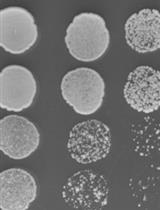 Assessing Yeast Cell Survival Following Hydrogen Peroxide Exposure